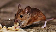 24 Hour & Emergency Exterminators in Zephyrhills, FL